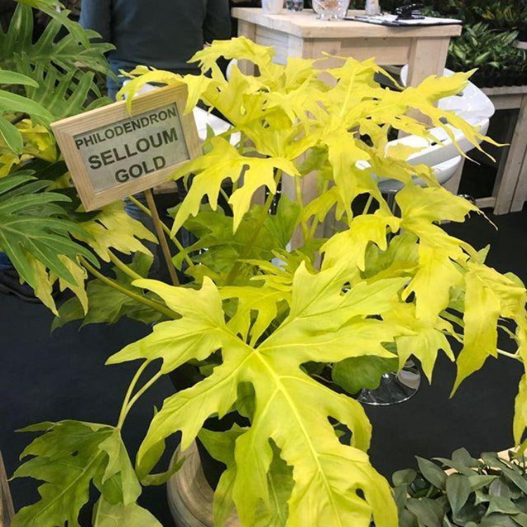 3.5" Philodendron Bipinnatifidum 'Gold'