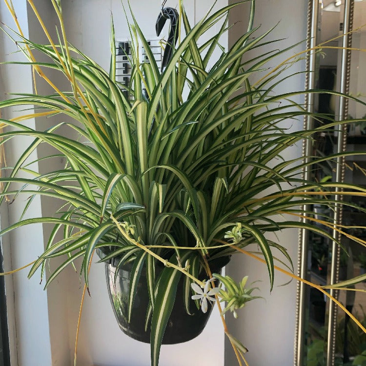 10" Spider Plant Hanging Basket