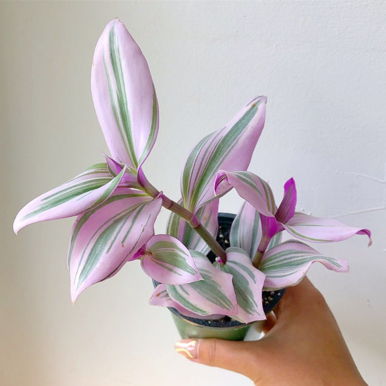 3.5”/6”Tradescantia 'Nanouk'