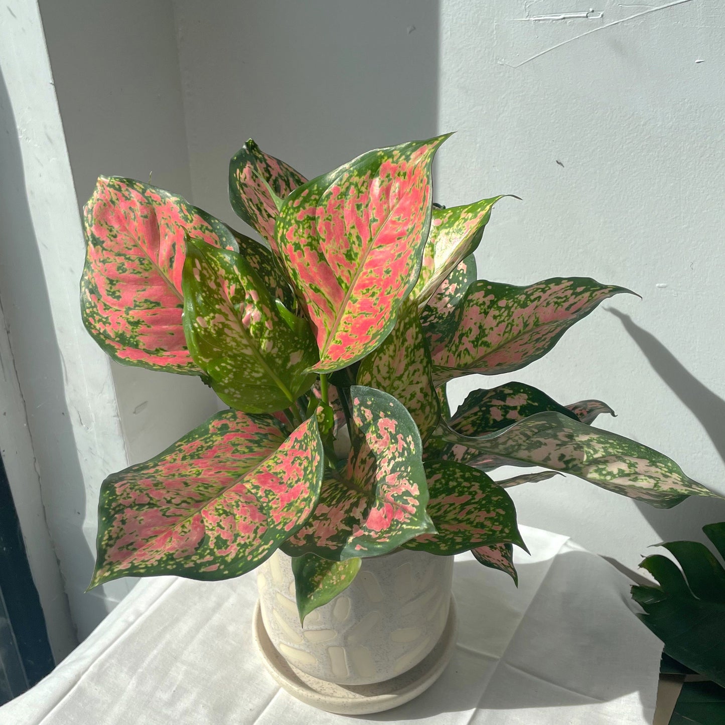 5" Aglaonema 'Red Valentine'