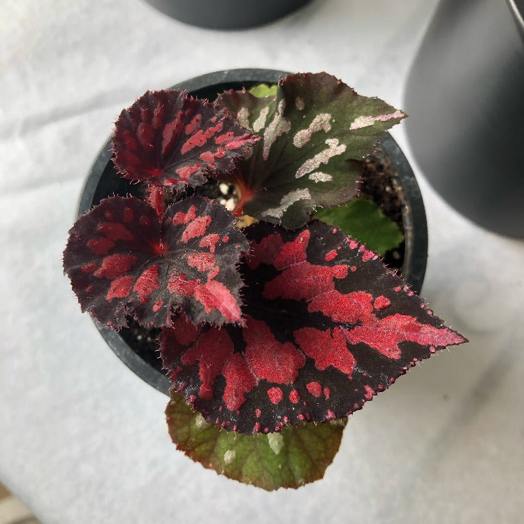 3.5" Rex Begonia