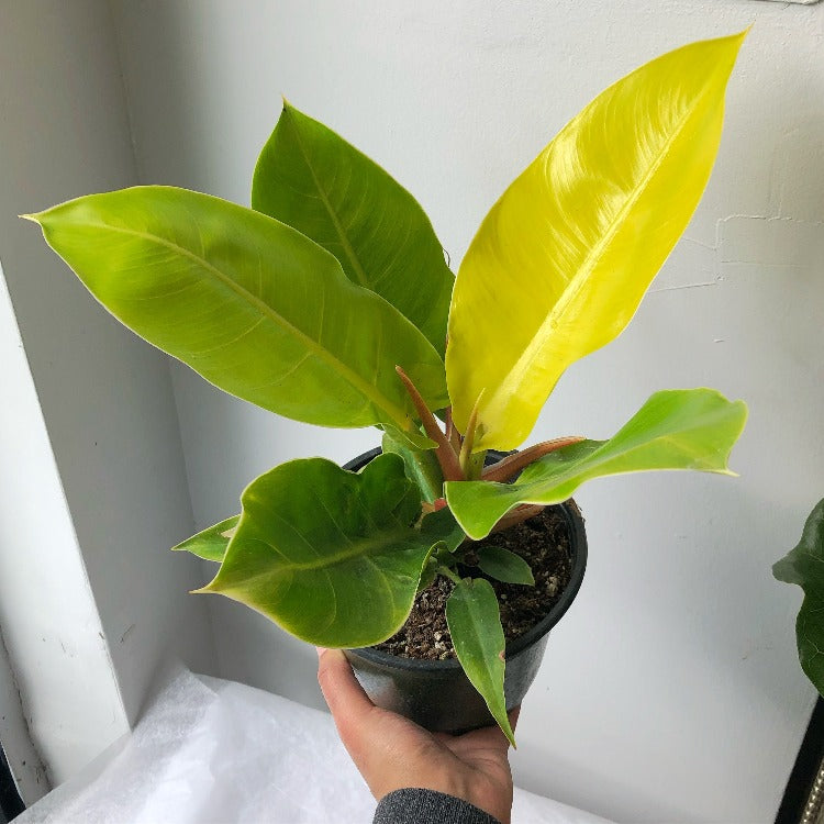 6" Philodendron 'Moonlight'