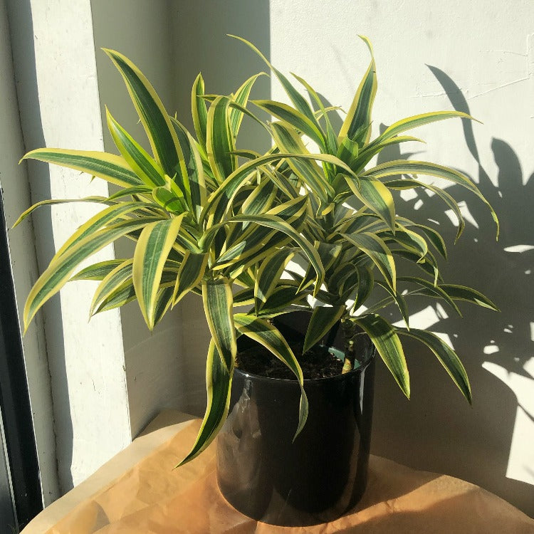 6" Dracaena 'Song of India'