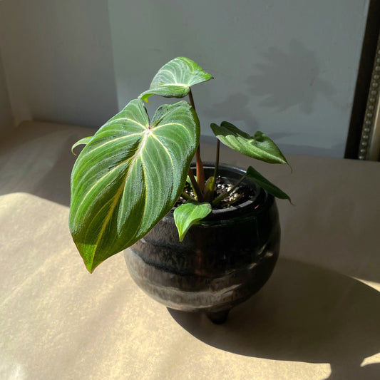 3.5" Philodendron gloriosum