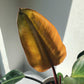 3.5"/6" Philodendron 'Rojo Congo'