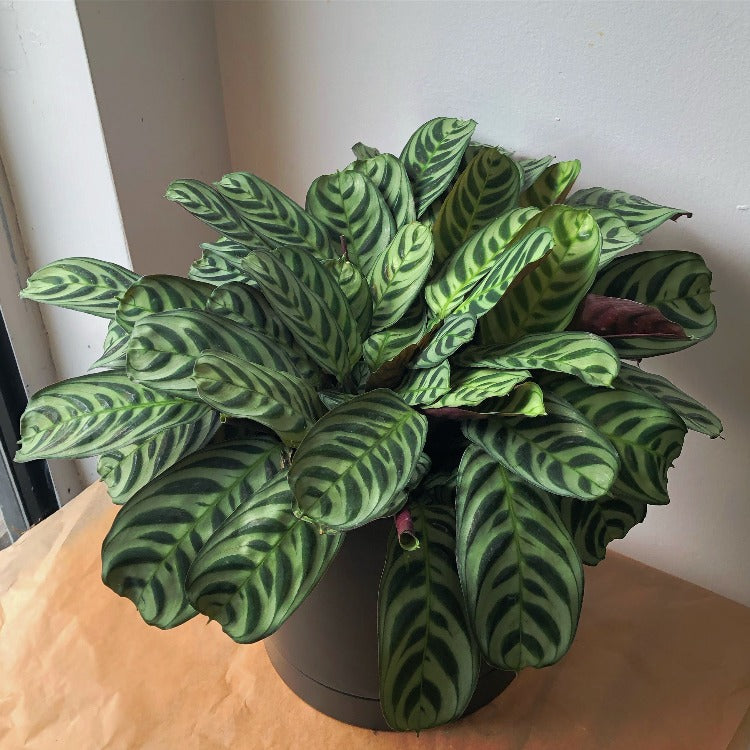 6" Ctenanthe burle-marxii