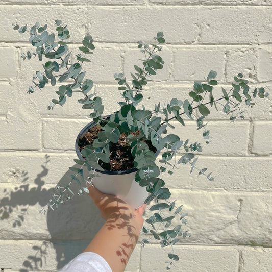 6" Potted Eucalyptus