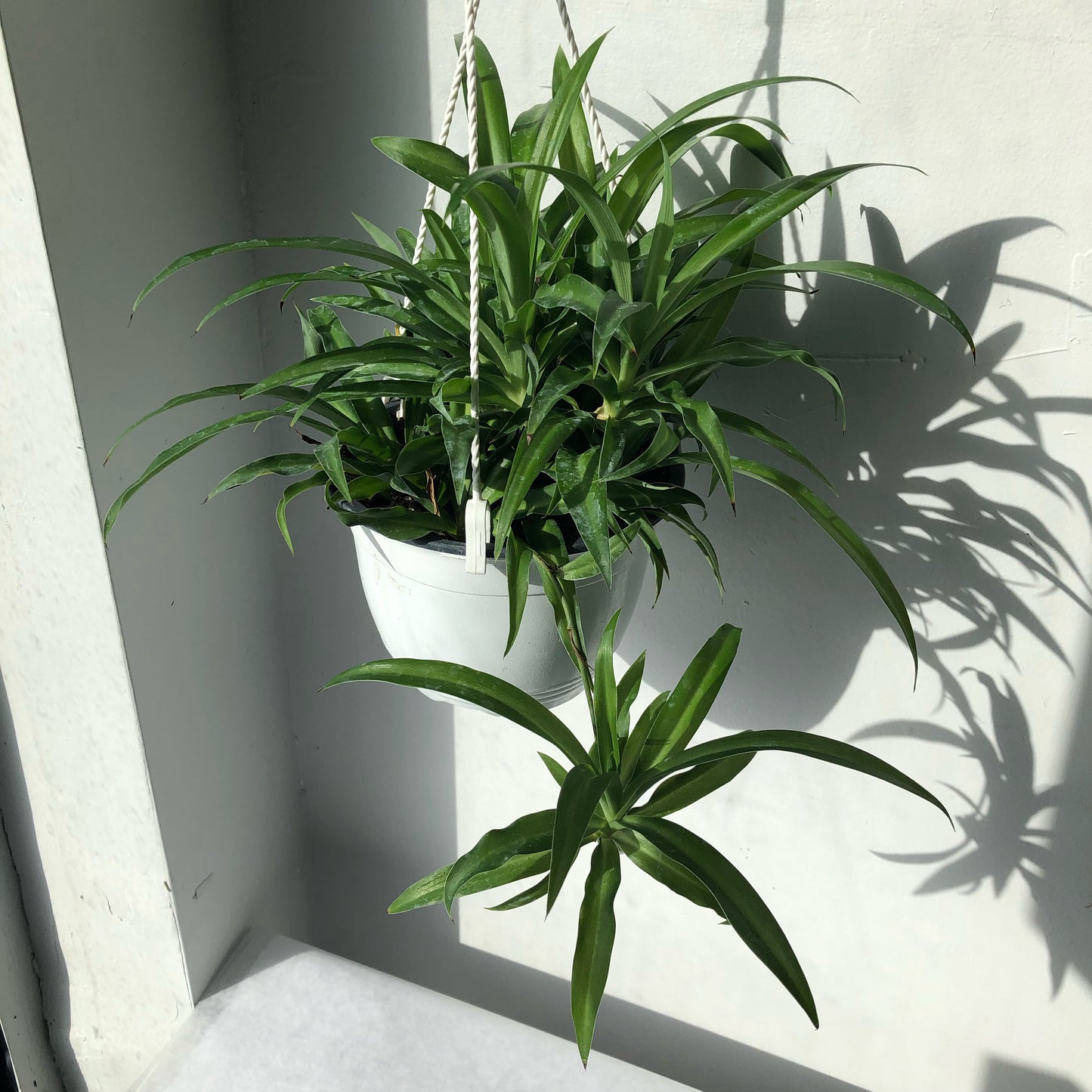 6" Spider Plant Hanging Basket