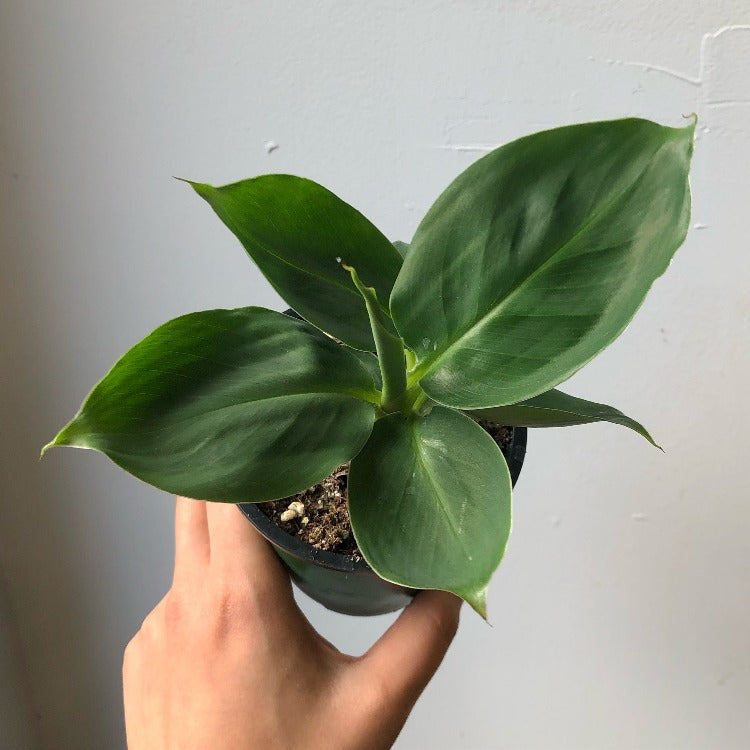 3.5" Dwarf Banana Plant