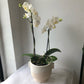 5" Orchid - Phalaenopsis
