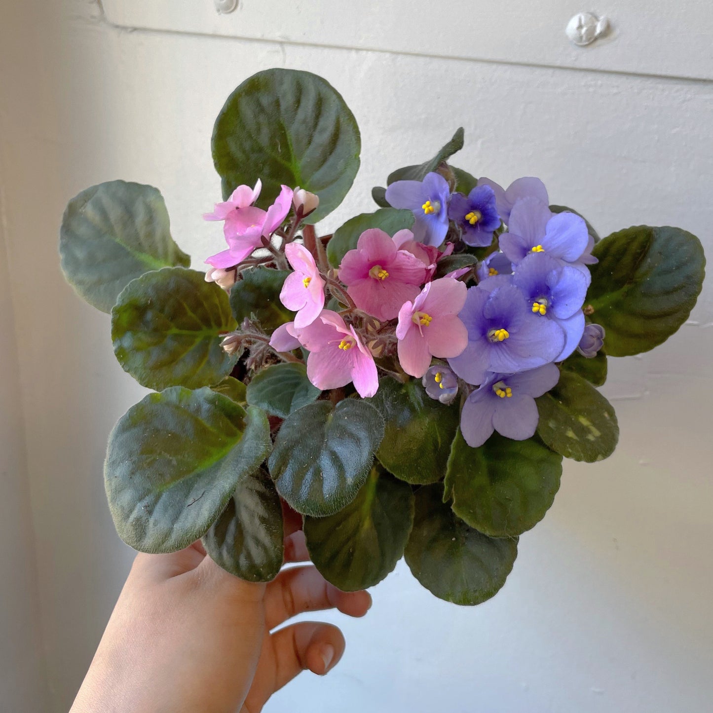 5" African Violet