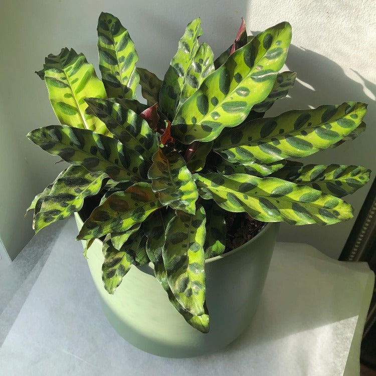 6"/8" Calathea Lancifolia - Rattlesnake Calathea