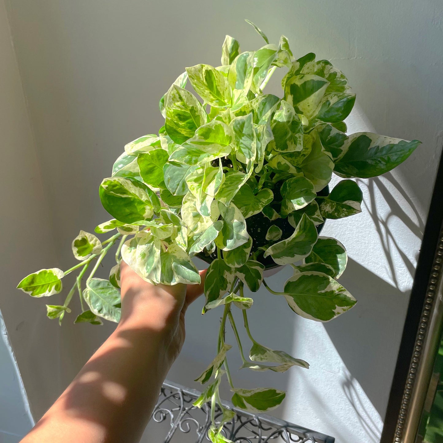 6" Pothos 'Pearls and Jade'