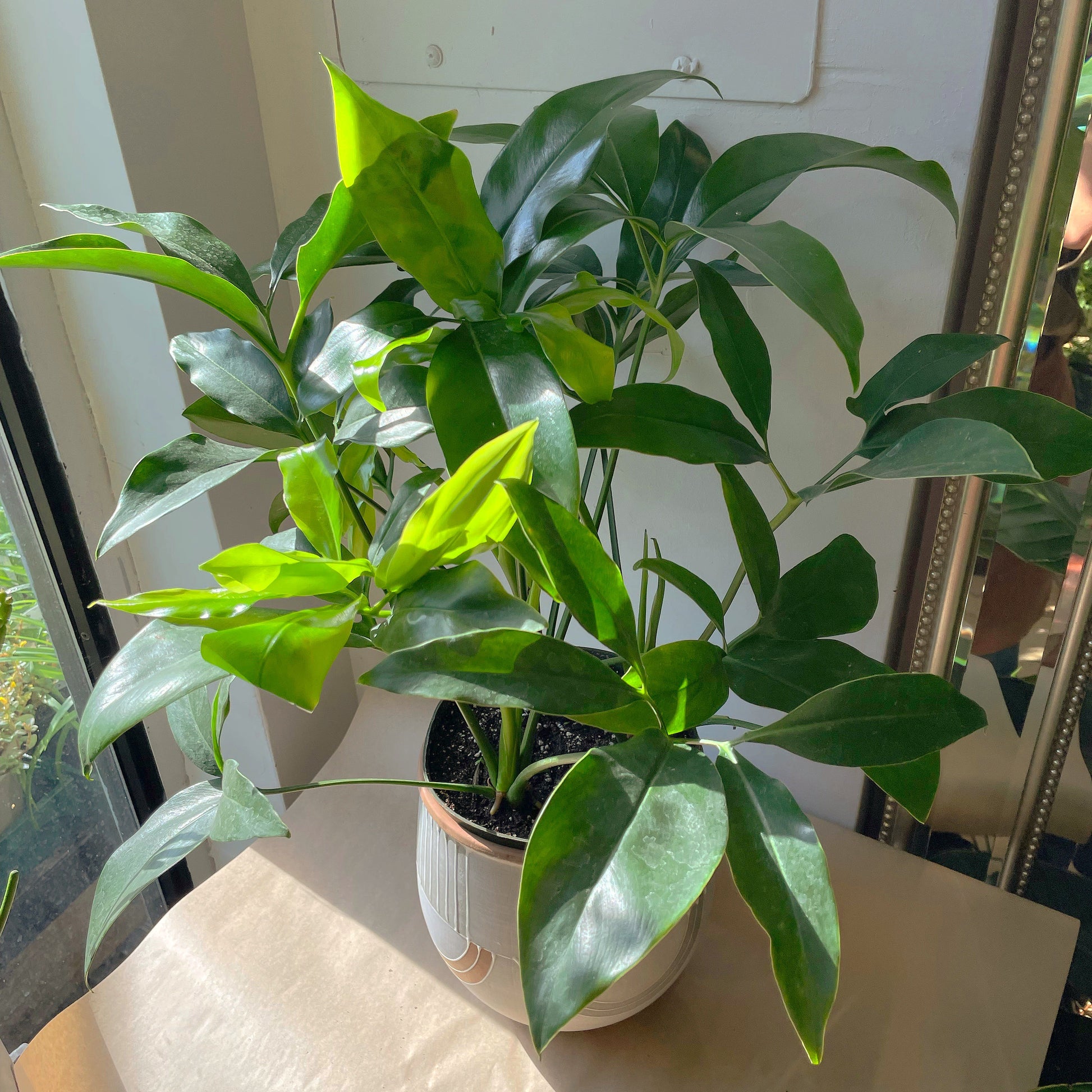 philodendron goeldii yellow leaves 7" Philodendron goeldii (Thaumatophyllum spruceanum) – In Bloom Flower Shop