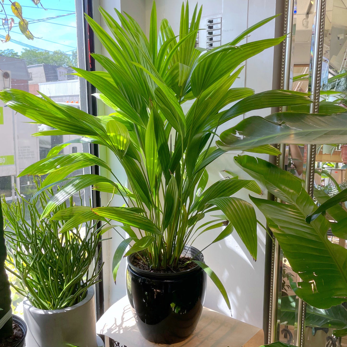 6"/10" Fan Palm // Livistonia Rotundifolia