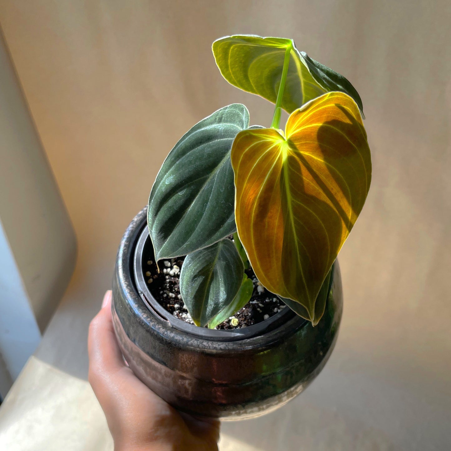 3.5" Philodendron melanochrysum