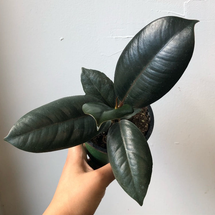 3.5" Burgundy Rubber Plant