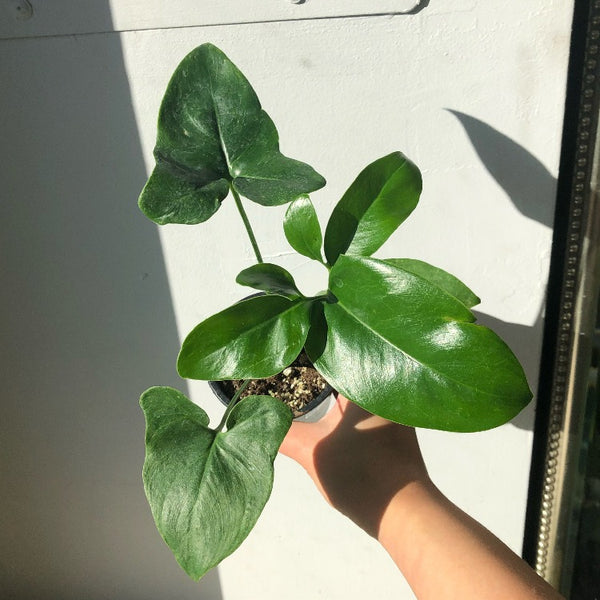 philodendron goeldii baby 3.5" Philodendron Goeldii – In Bloom Flower Shop