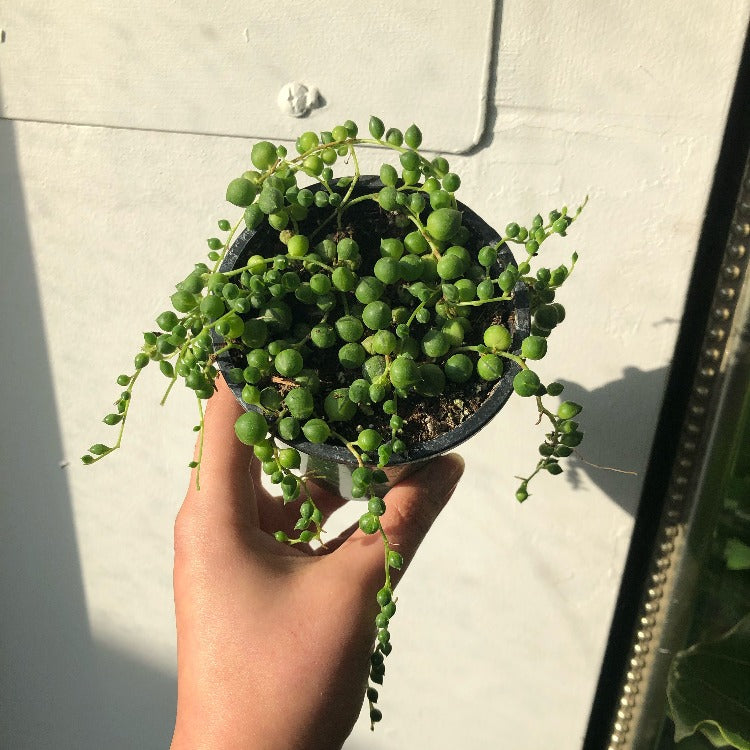 4" String of Pearls