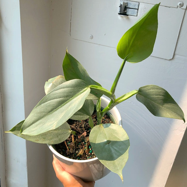 3.5”/6”/8” Philodendron 'Silver Sword'