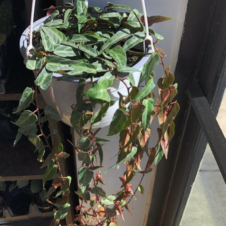 6" Cissus Amazonica Hanging Basket