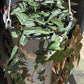 6" Cissus Amazonica Hanging Basket