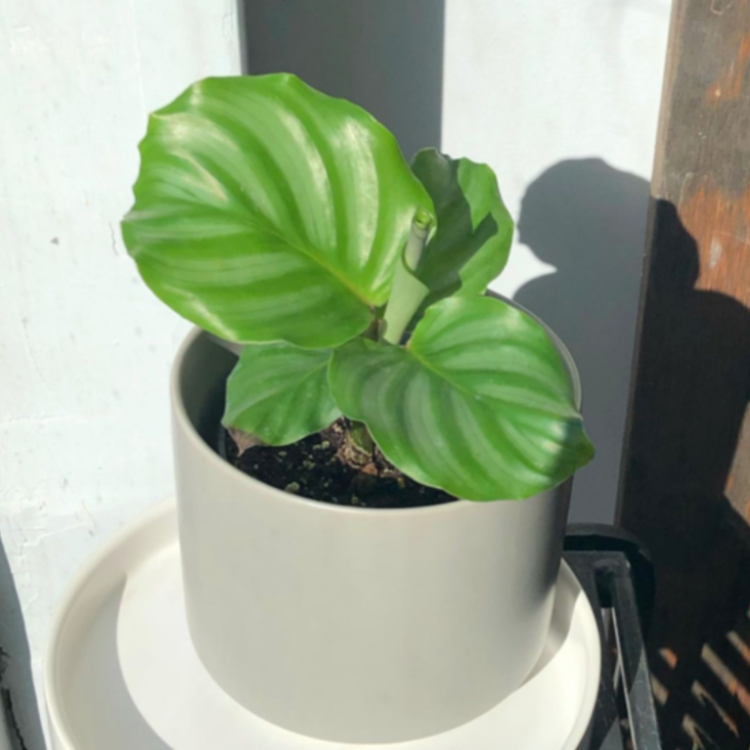 3.5" Calathea Orbifolia