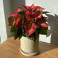 Poinsettia