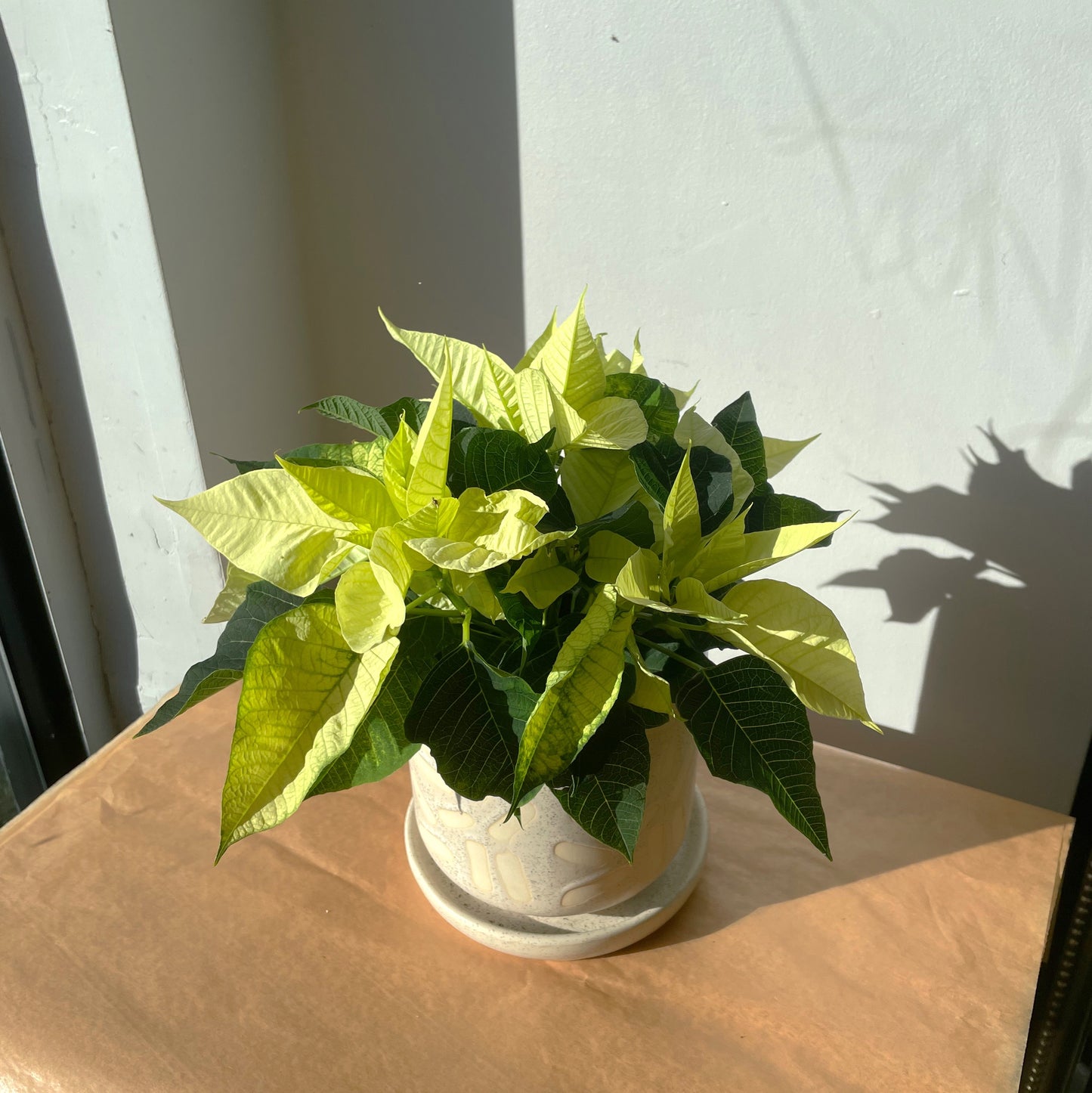 Poinsettia