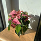 Poinsettia