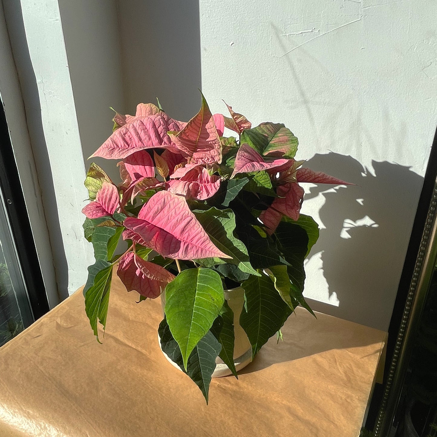 Poinsettia
