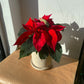Poinsettia