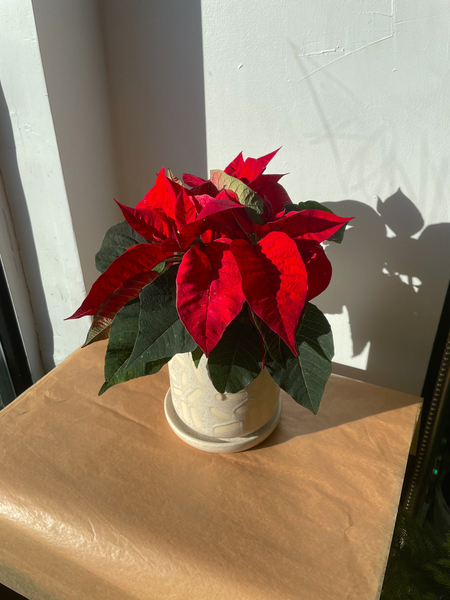 Poinsettia