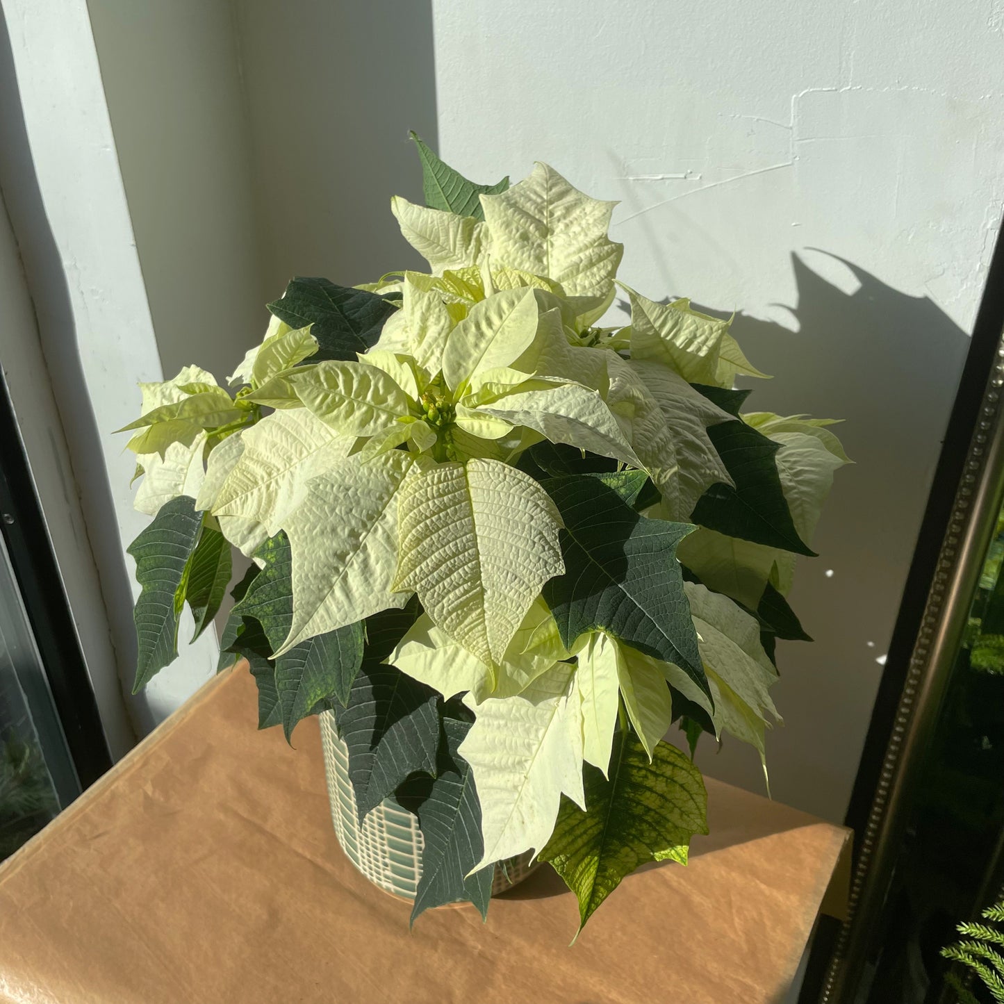 Poinsettia