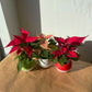 Poinsettia