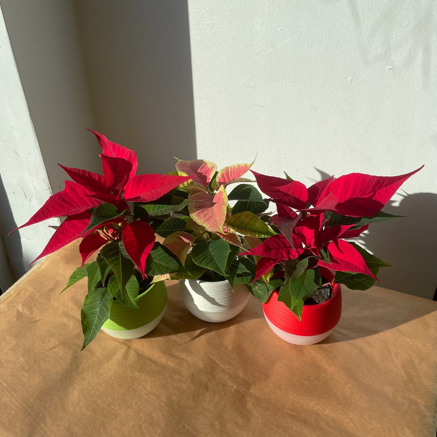 Poinsettia
