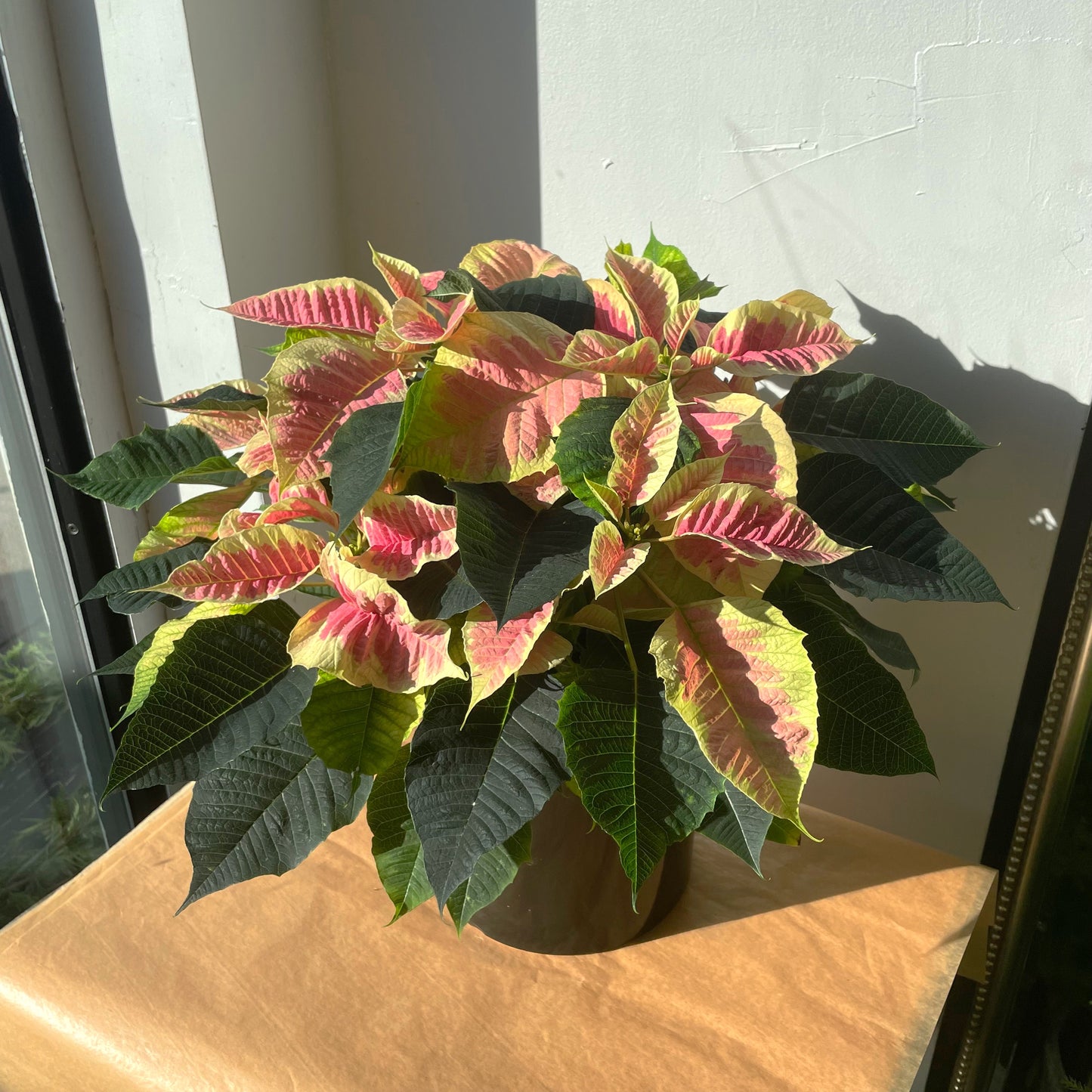 Poinsettia