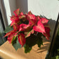 Poinsettia