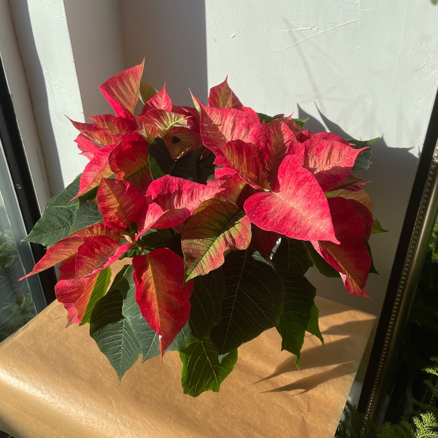 Poinsettia