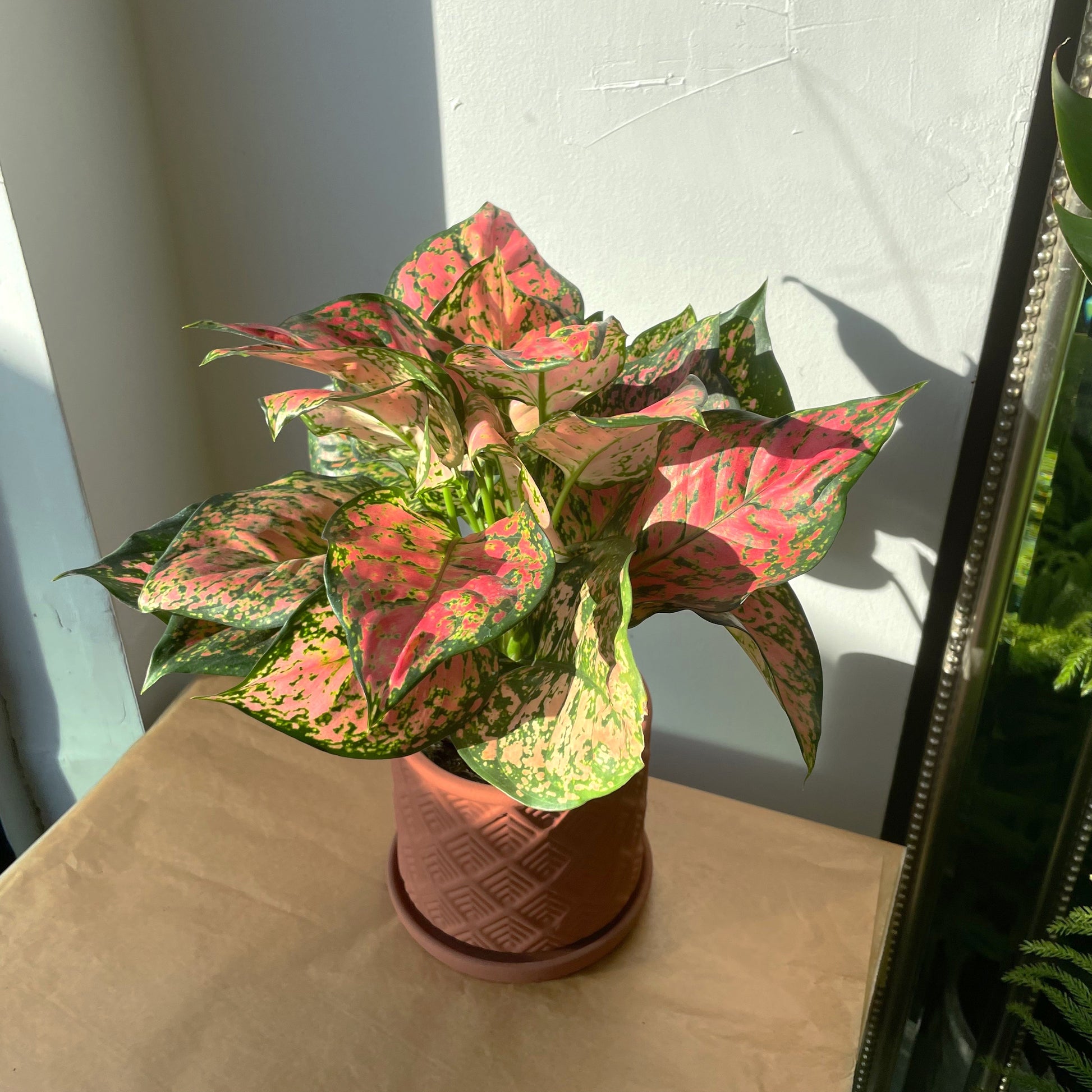 aglaonema pink princess 5" Aglaonema 'Pink Princess' – In Bloom Flower Shop