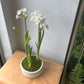North Star Planted Arrangement