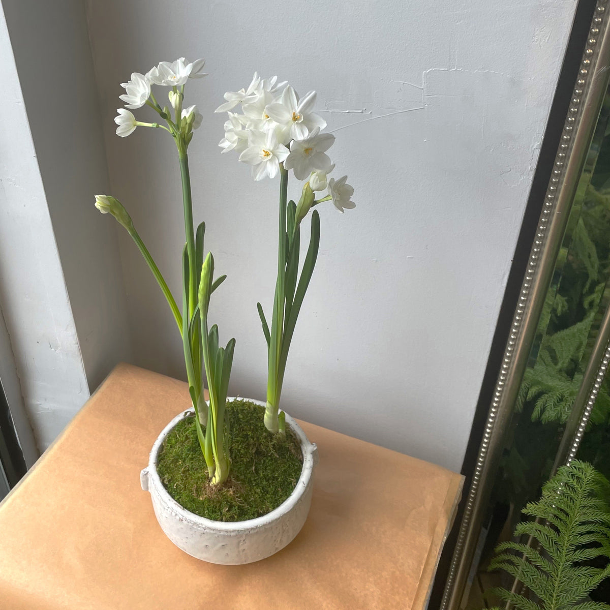North Star Planted Arrangement