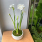 North Star Planted Arrangement