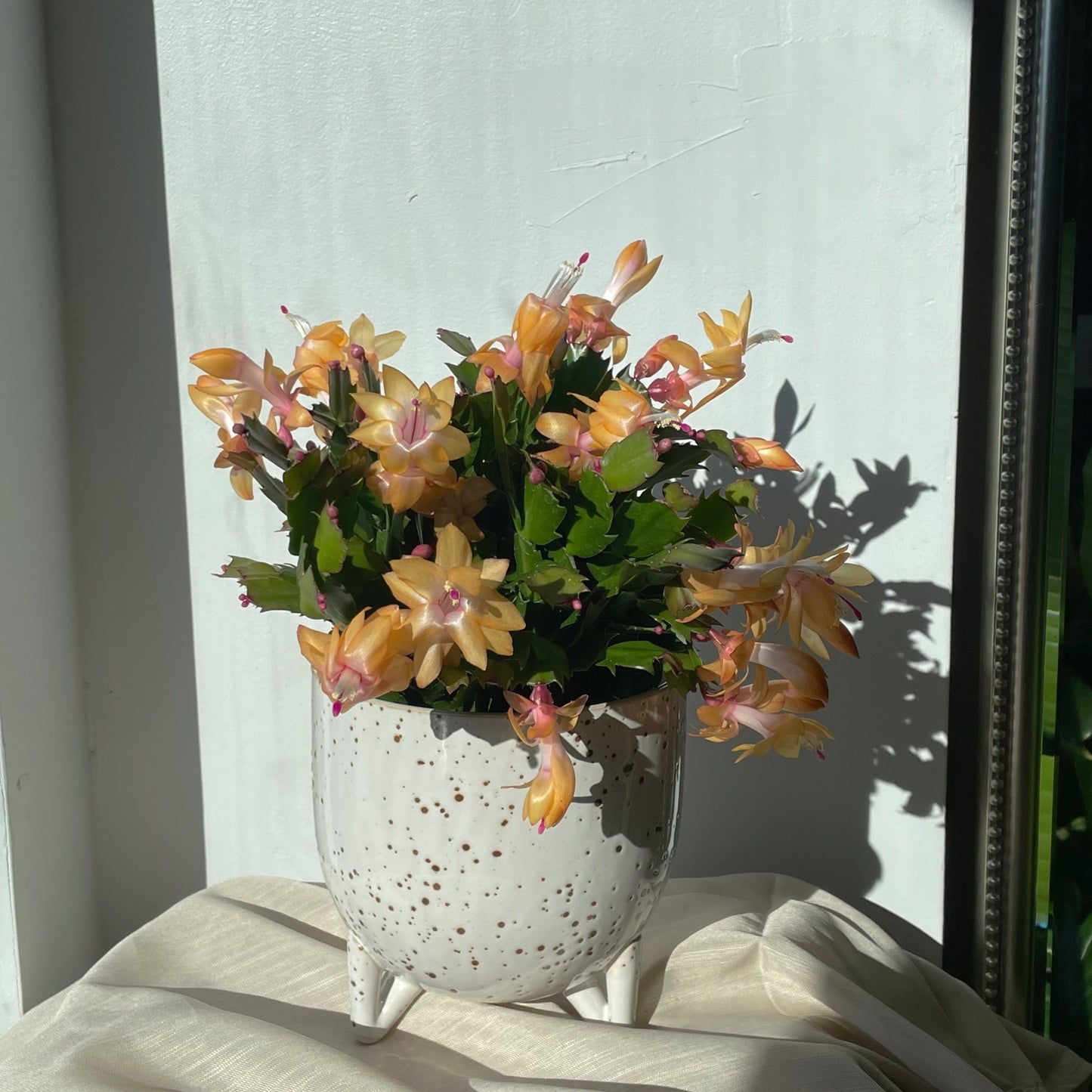 Apricot Christmas cactus in ceramic pot, Toronto plant delivery, Toronto flower delivery