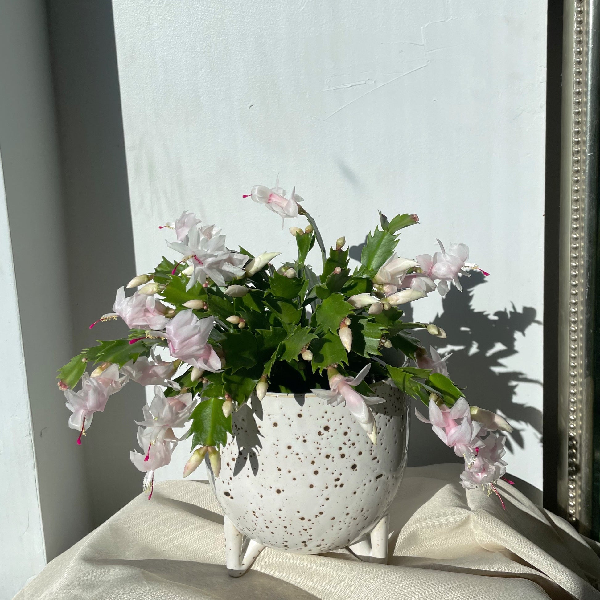 White Christmas cactus in ceramic pot, Toronto plant delivery, Toronto flower delivery