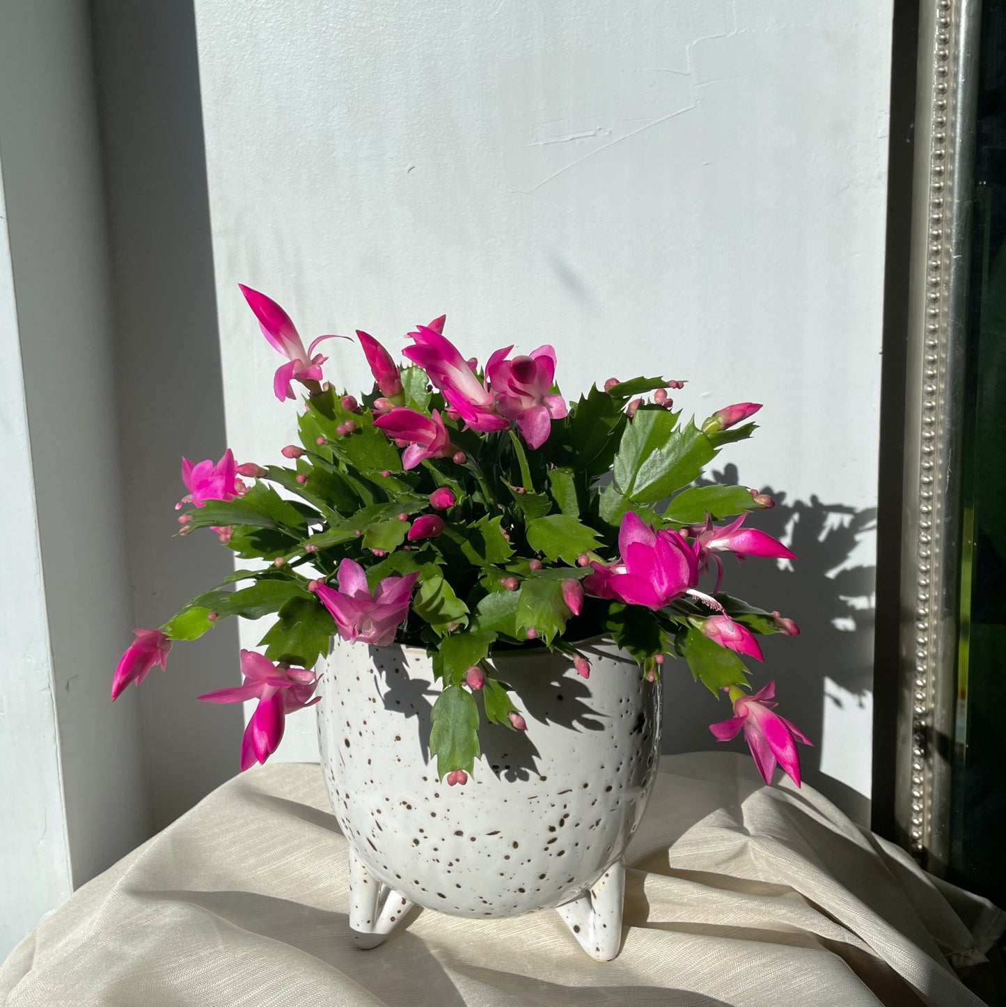 Hot pink Christmas cactus in ceramic pot, Toronto plant delivery, Toronto flower delivery