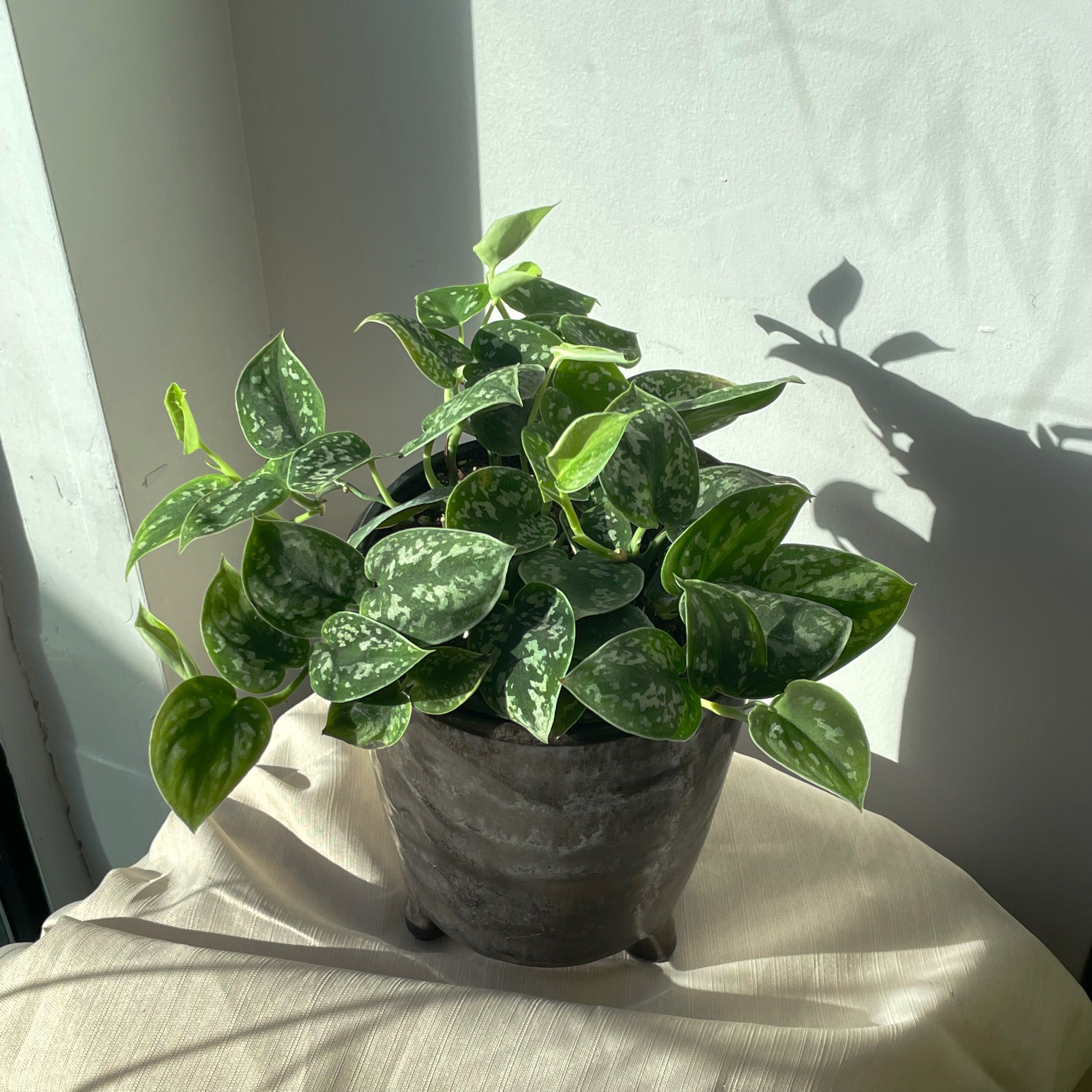 Scindapsus Scindapsus Pictus 'Argyraeus' (Silver Satin Pothos) – In Bloom Flower Shop