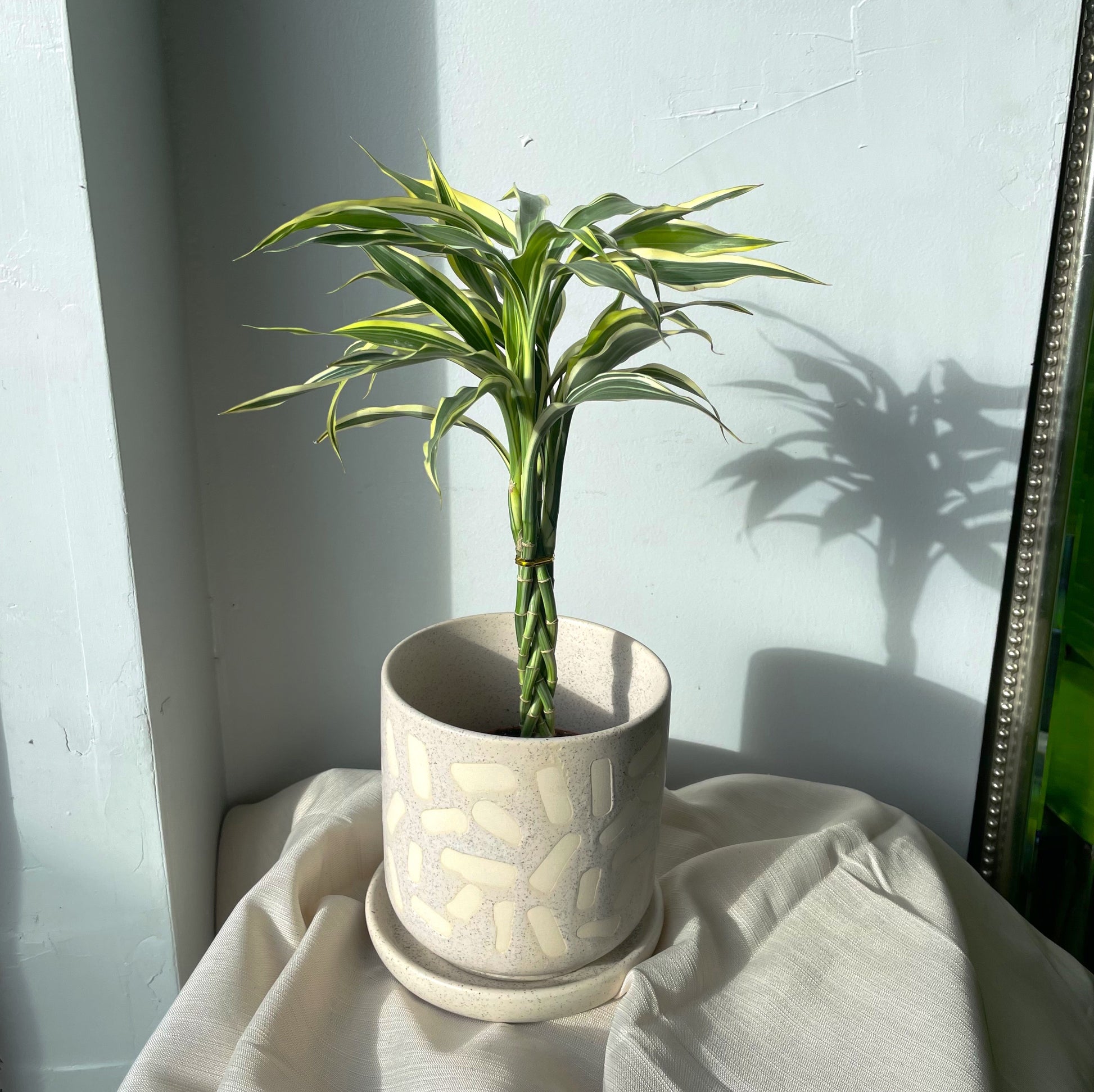 lucky bamboo toronto 3.5"/4"/6" Lucky Bamboo