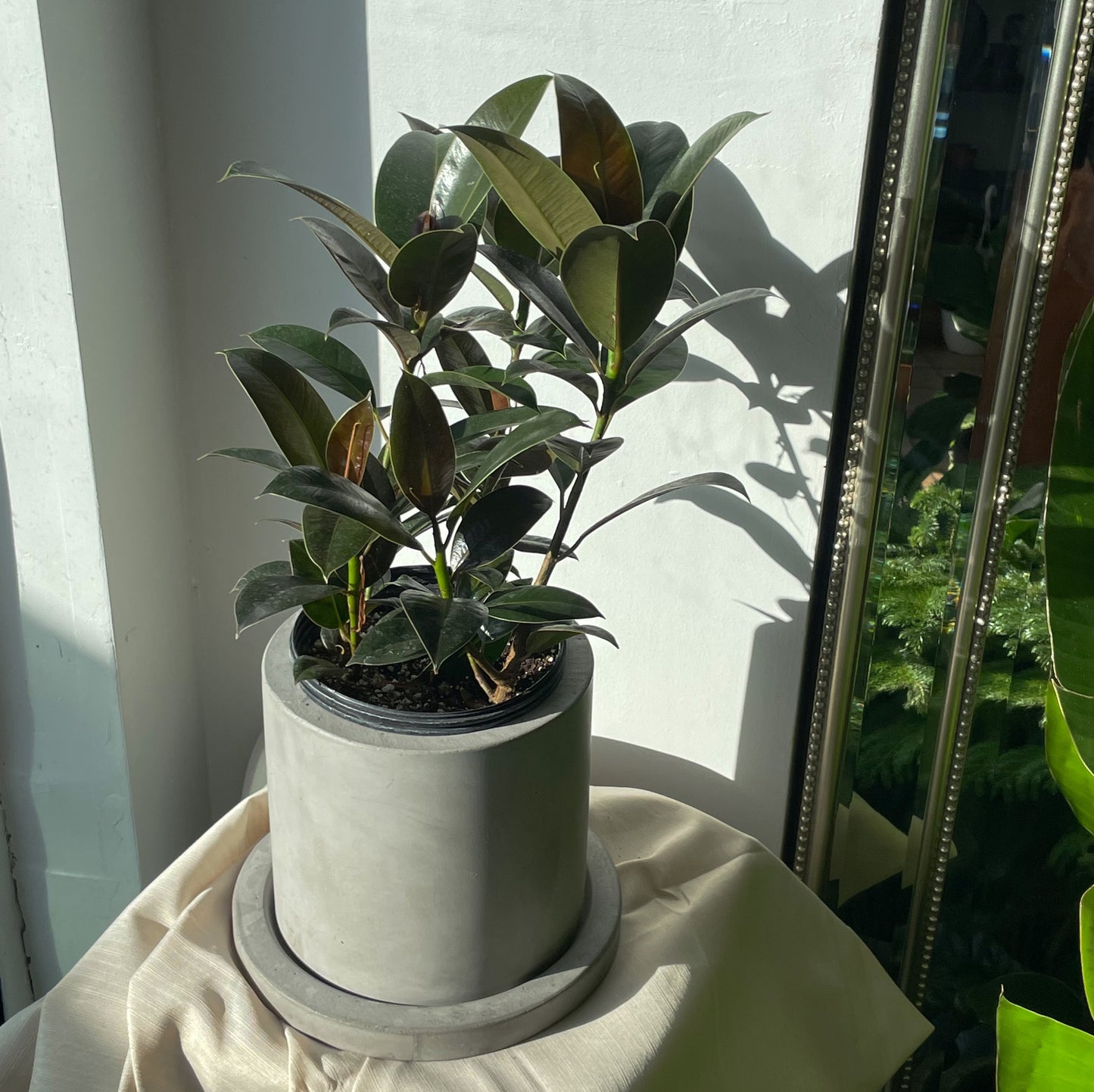 Rubber Plant (Ficus elastica) - 1 gallon pot