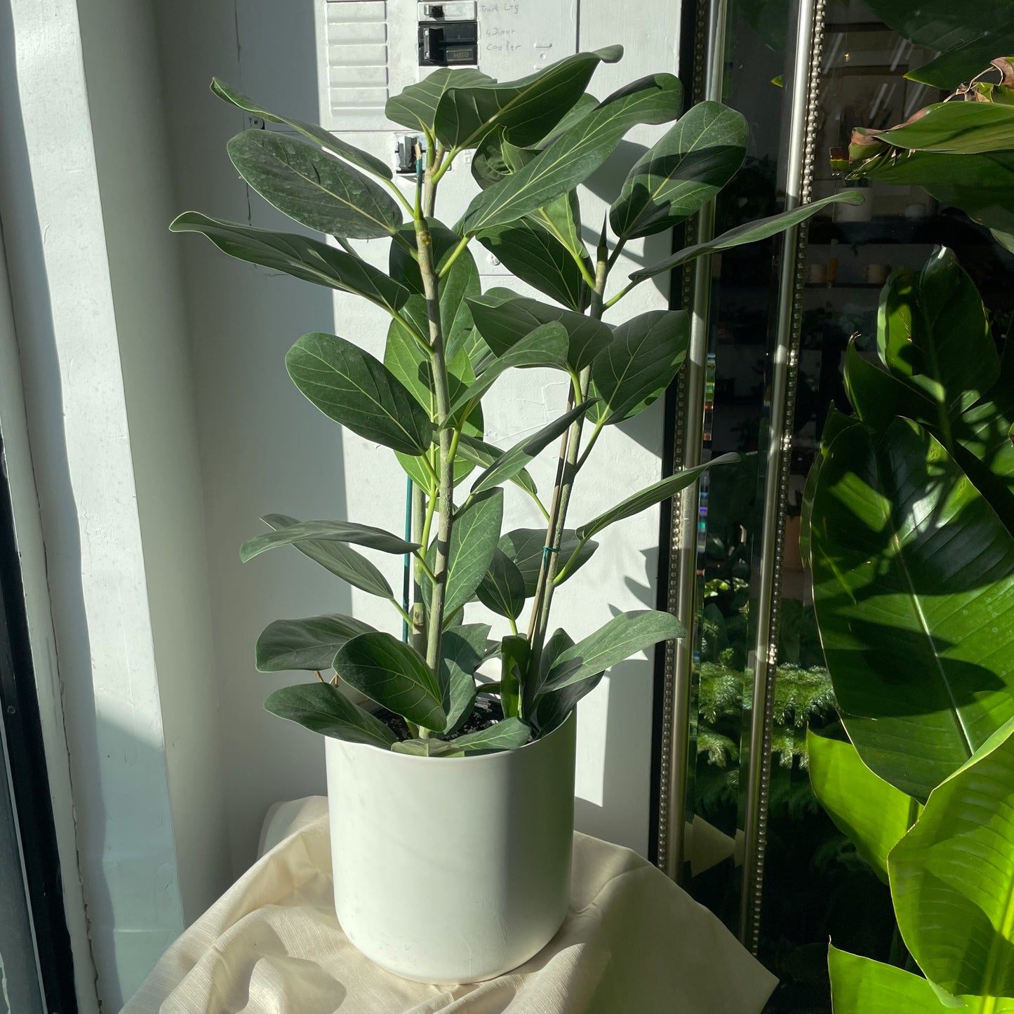 Ficus 'Audrey'  - 1 gallon pot